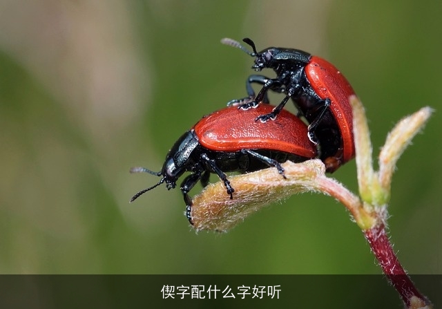 偰字配什么字好听