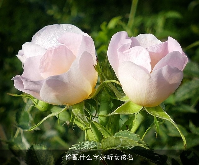 偷配什么字好听女孩名