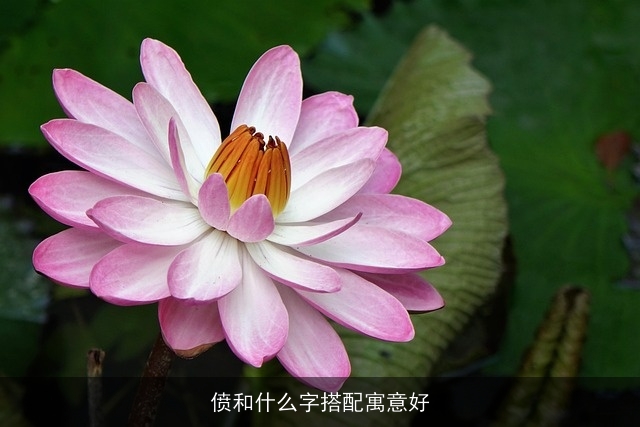 偾和什么字搭配寓意好
