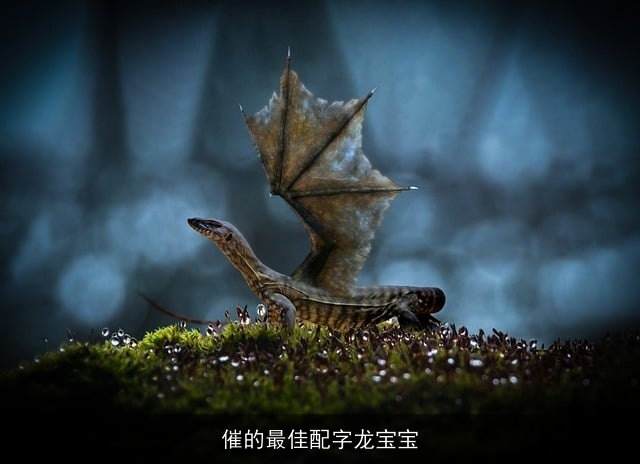 催的最佳配字龙宝宝