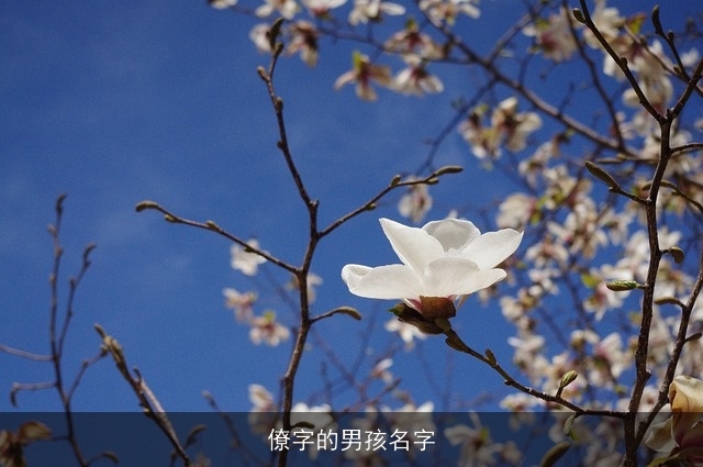 僚字的男孩名字