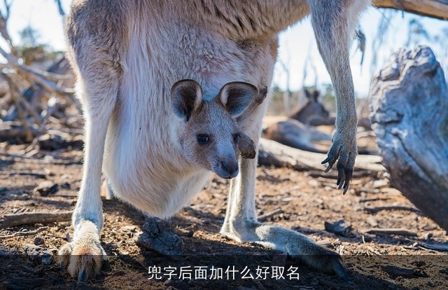 兜字后面加什么好取名