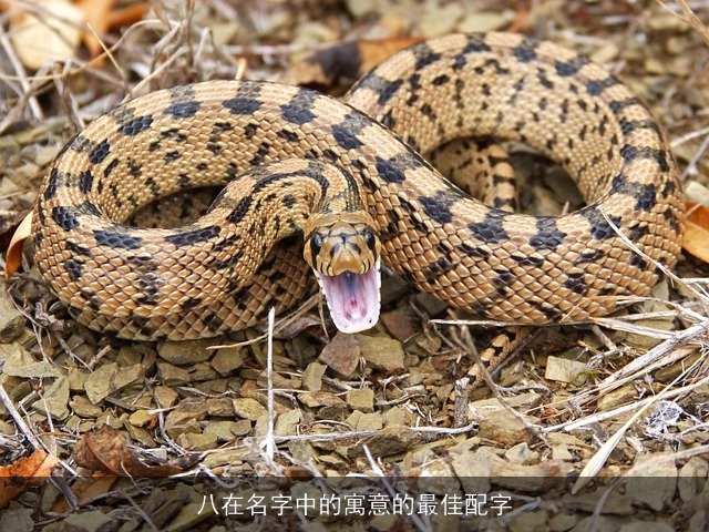 八在名字中的寓意的最佳配字
