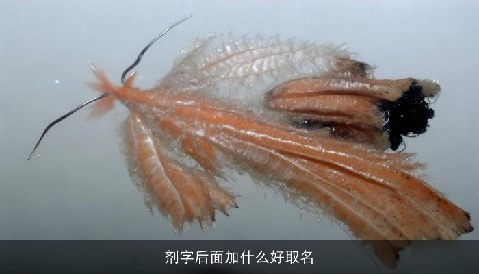 剂字后面加什么好取名