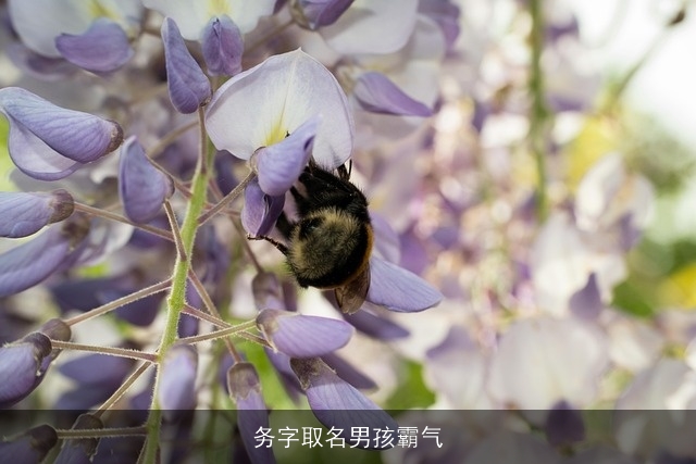 务字取名男孩霸气