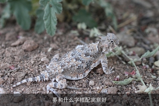 募和什么字搭配寓意好
