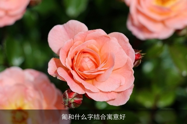 匍和什么字结合寓意好