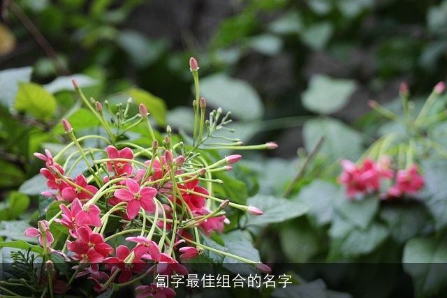 匐字最佳组合的名字