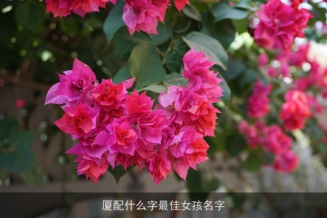 厦配什么字最佳女孩名字