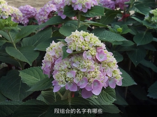 叚组合的名字有哪些