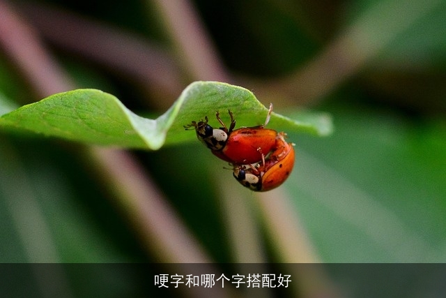 哽字和哪个字搭配好