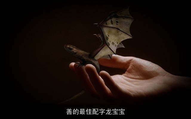 善的最佳配字龙宝宝