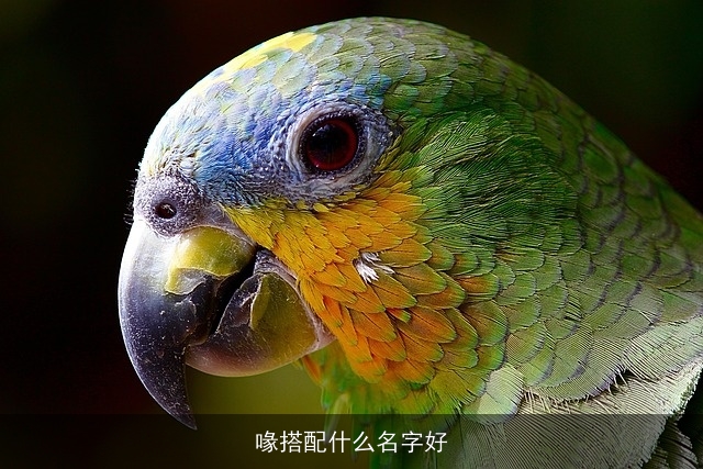 喙搭配什么名字好