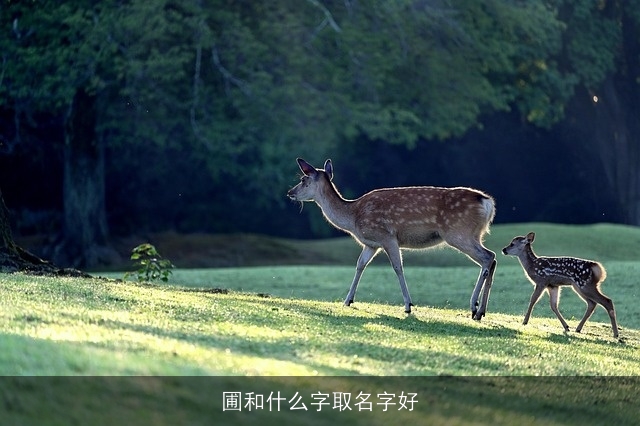 圃和什么字取名字好