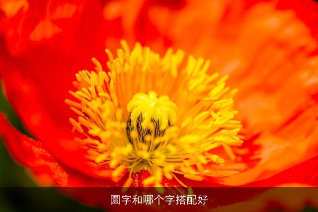 圜字和哪个字搭配好