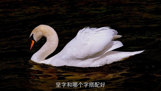 坚字和哪个字搭配好