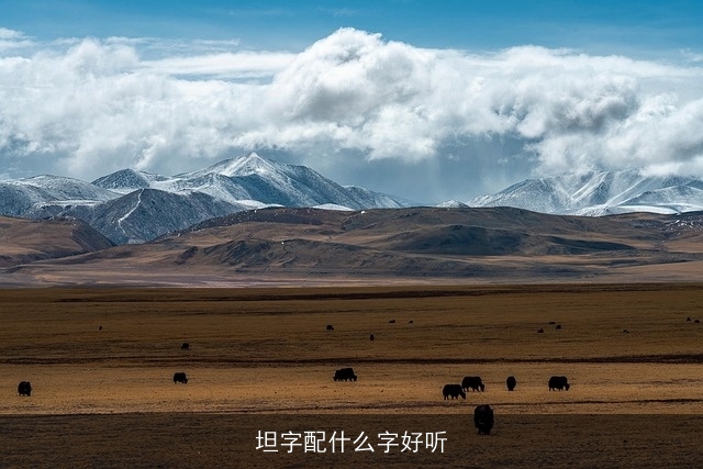 坦字配什么字好听