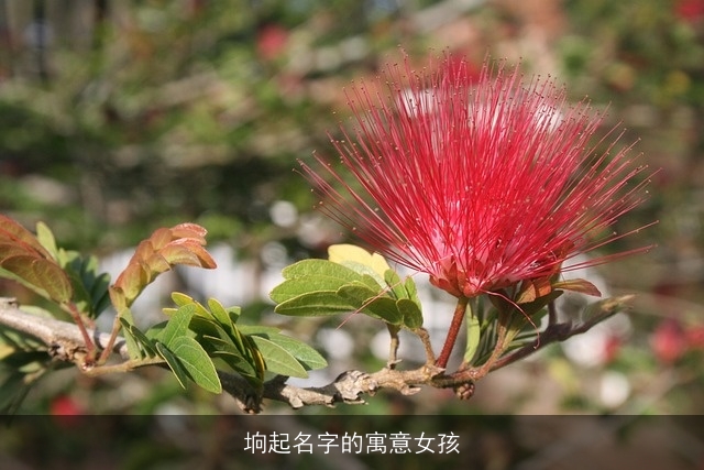 垧起名字的寓意女孩