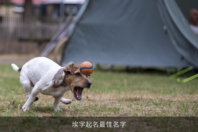 埃字起名最佳名字