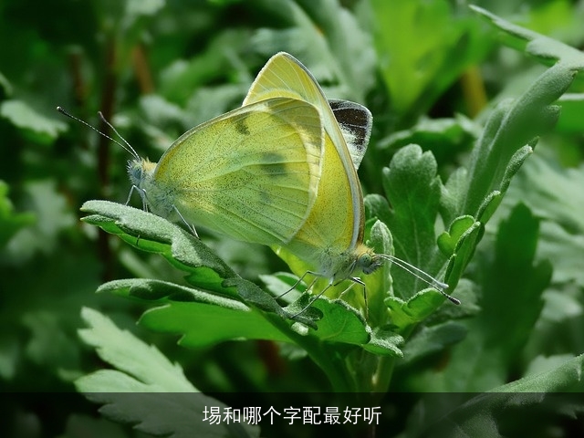 埸和哪个字配最好听