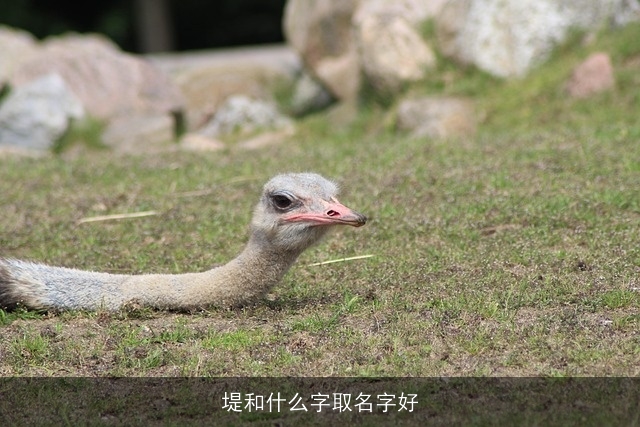 堤和什么字取名字好