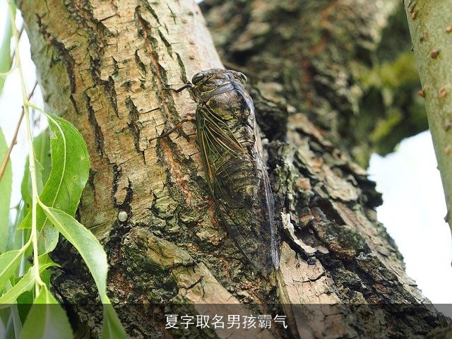夏字取名男孩霸气