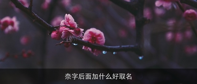 奈字后面加什么好取名