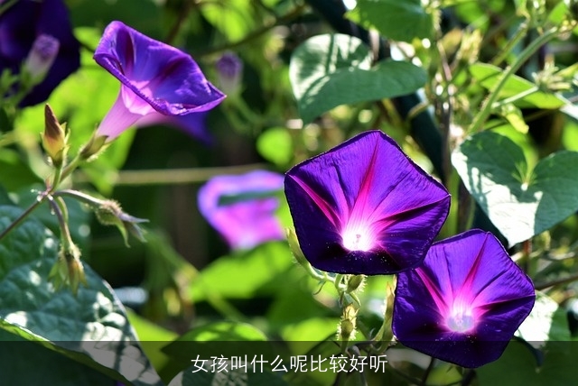 女孩叫什么呢比较好听